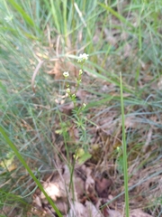 Galium