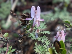 Dicentra pauciflora