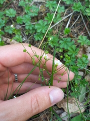 Galium