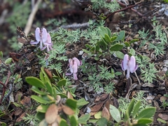 Dicentra pauciflora