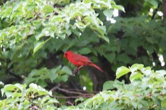 Cardinalis cardinalis