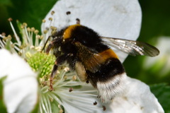 Bombus