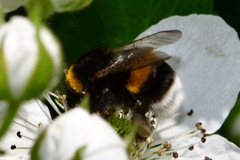 Bombus