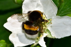 Bombus