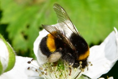 Bombus