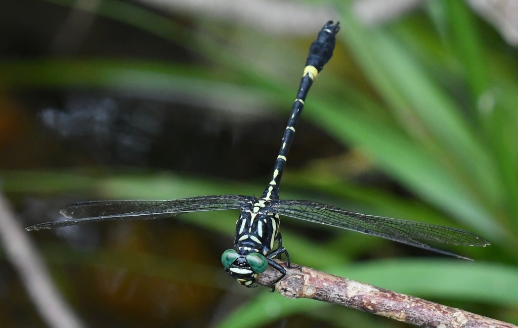 Giant Hooktail