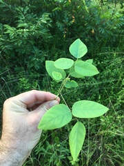 Desmodium laevigatum
