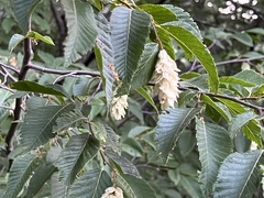 Ostrya carpinifolia