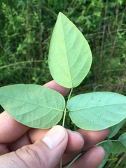 Desmodium laevigatum