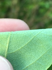 Desmodium laevigatum