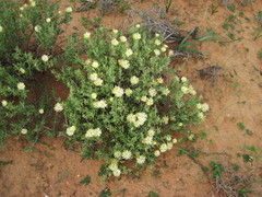 Delosperma crassum