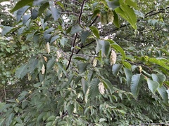 Ostrya carpinifolia