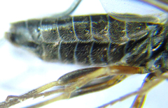Dolerus gilvipes