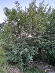 Ostrya carpinifolia