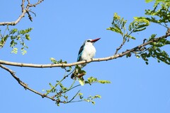 Halcyon senegalensis