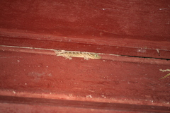 Gekko smithii