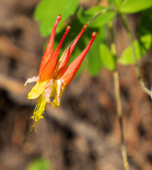 Aquilegia elegantula