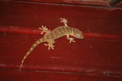 Gekko smithii