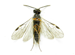 Dolerus gilvipes