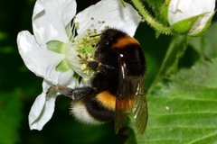 Bombus