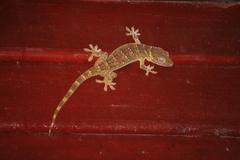 Gekko smithii