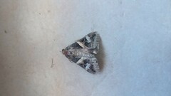 Melipotis indomita