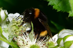 Bombus