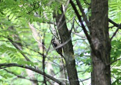 Dendrocopos major