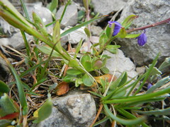 Polygala amara