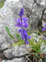 Polygala amara