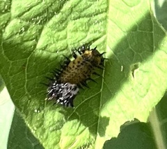 Chelymorpha cassidea