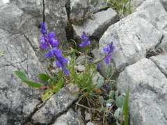 Polygala amara