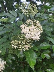 Sambucus nigra