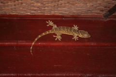 Gekko smithii