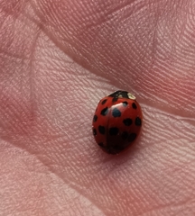 Harmonia axyridis