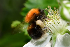 Bombus hypnorum