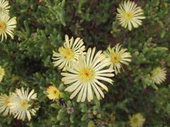 Delosperma crassum