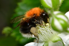 Bombus hypnorum