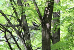 Dendrocopos major