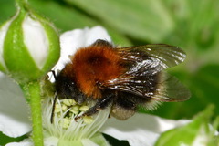 Bombus hypnorum