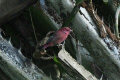 Lagonosticta senegala