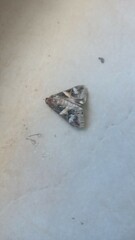 Melipotis indomita