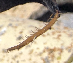 Scolopendra cingulata