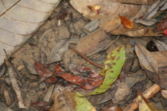 Haemadipsa zeylanica