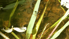 Poecilobothrus nobilitatus