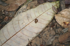 Haemadipsa zeylanica