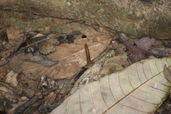 Haemadipsa zeylanica