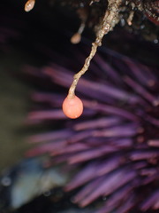 Ectopleura marina