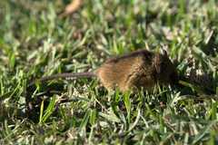 Dendromus mesomelas