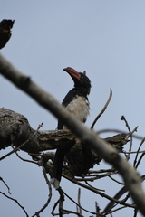 Lophoceros alboterminatus